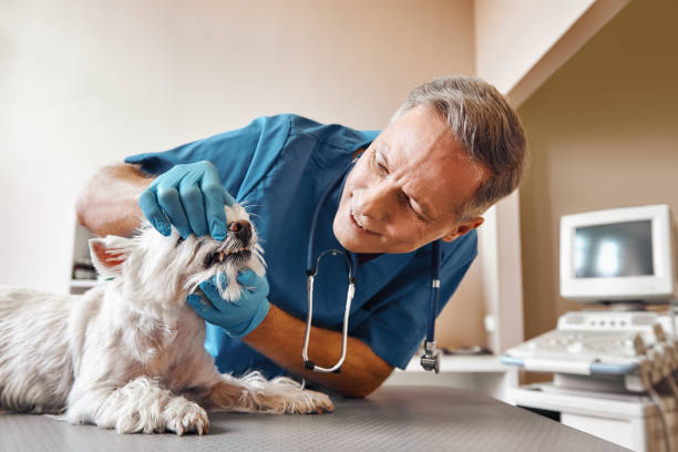 Best Emergency Dental Extractions in Perry Heights, OH